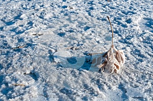 Self-precipitating table salt sodium chloride on the surface of dried plants