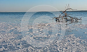 Self-precipitating table salt sodium chloride on the surface of dried plants