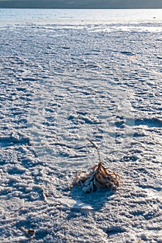 Self-precipitating table salt sodium chloride on the surface of dried plants