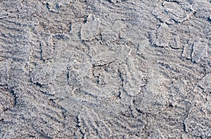 Self-precipitating table salt sodium chloride on the surface of dried plants at the bottom of the Kuyalnik estuary, Odessa region
