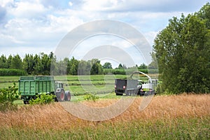 Harvesting fodder with a Forager and trailers photo