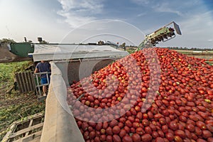 Self-propelled harvester collects tomatoes in trailer. Vegas Bajas del Guadiana, Spain