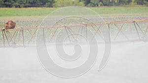 Self-propelled sprayer processes cabbage in an agricultural field