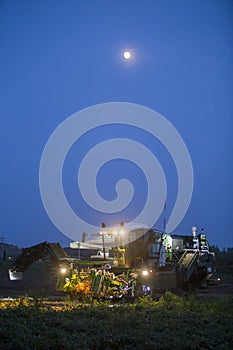 Self-propelled tomato harvester working at night