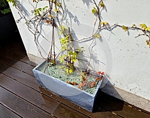 self-watering pots made of gray plastic on a wooden plank