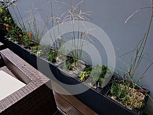 self-watering pots made of gray plastic on a wooden plank terrace planted