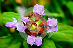 Selfheal Flower