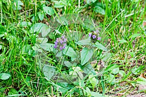 Selfheal plants on roadside