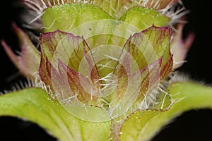 Selfheal Prunella vulgaris. Calyces Closeup