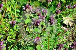 Selfheal prunella vulgaris growing on a meadow