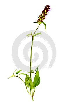 Selfheal, Prunella vulgaris isolated on white background, this plant is medical and edible,