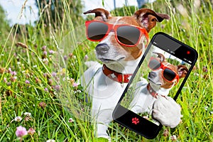 Selfie dog in meadow