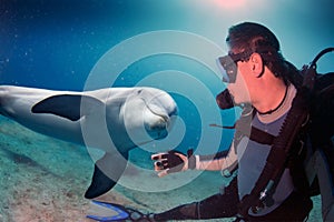 Selfie with dolphin underwater coming to diver