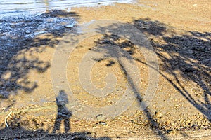 Selfie shadow of single female & tree shadows on beach