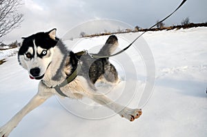 Selfie, Siberian husky dog perspective