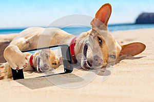 Selfie summer dog