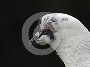 Selfie of white pigeon at pole