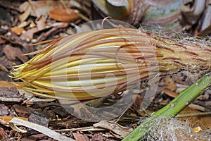 Selinicereus Peteranthus, Moonlight Cactus Flower Bud