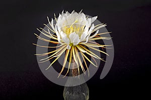 Selinicereus Peteranthus, Moonlight Cactus Flower In A Vase photo
