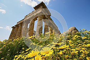 Selinunte in the flowers photo