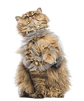 Selkirk Rex, 5 months old, sitting and looking up