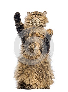 Selkirk Rex, 5 months old, standing on hind legs and reaching