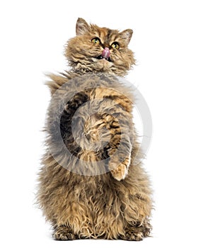 Selkirk Rex, 5 months old, standing on hind legs and reaching, licking