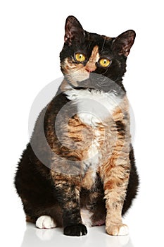 Selkirk rex breed cat