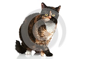 Selkirk rex breed cat