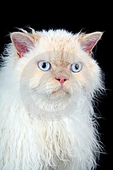 Selkirk Rex cat