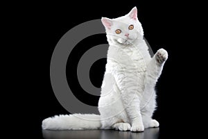 Selkirk rex cat