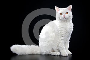 Selkirk rex cat