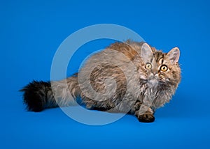 Selkirk rex cat