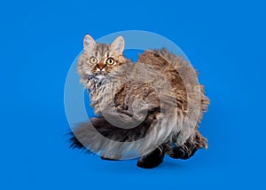 Selkirk rex cat