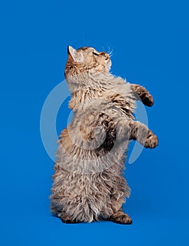 Selkirk rex cat