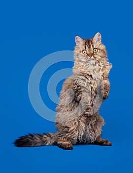 Selkirk rex cat