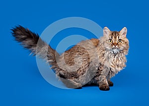 Selkirk rex cat on sky blue background