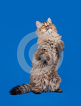 Selkirk rex cat on sky blue background