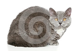 Selkirk Rex cat on a white background