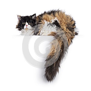 Selkirk Rex cat on white background