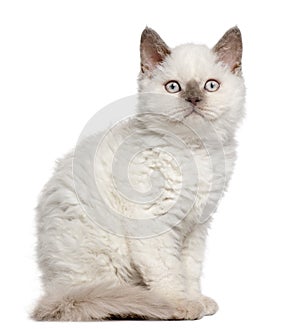 Selkirk Rex kitten, 11 months old, sitting