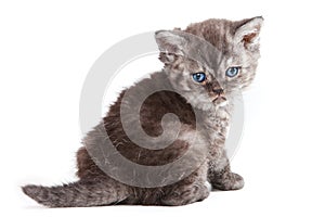 Selkirk Rex kitten