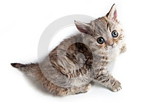 Selkirk Rex kitten