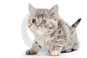 Selkirk Rex kitten