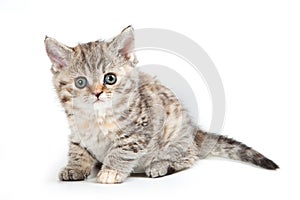 Selkirk Rex kitten