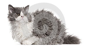Selkirk Rex kitten, 5 months old