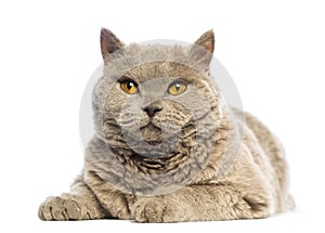 Selkirk Rex lying and looking at camera