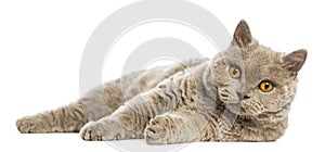 Selkirk Rex lying and looking at camera