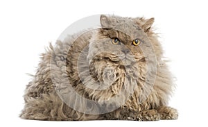 Selkirk rex lying, looking at the camera,