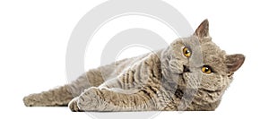 Selkirk Rex lying and looking up